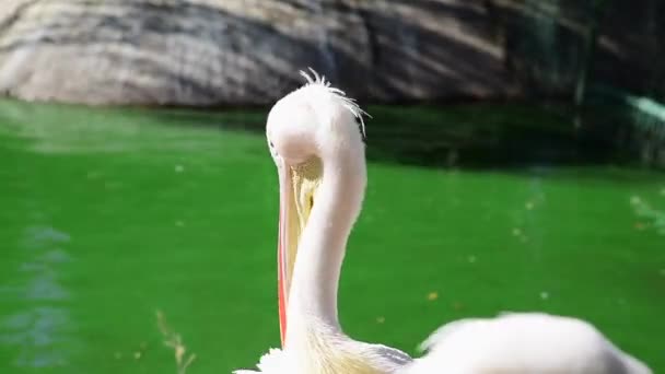 Pelicano Branco Limpa Penas Uma Lagoa Dia Ensolarado Verão — Vídeo de Stock