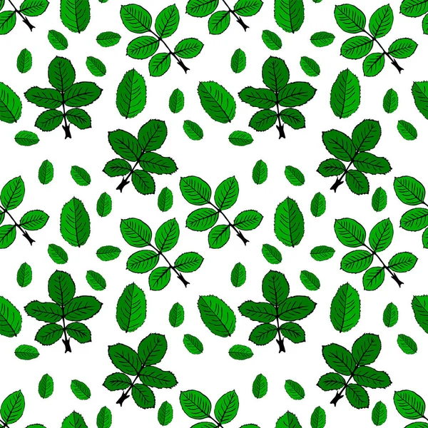 Feuilles de rose vert dessinées — Image vectorielle