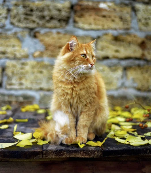 Eine rote Katze sitzt auf einer hölzernen Fläche zwischen gelben Blättern — Stockfoto
