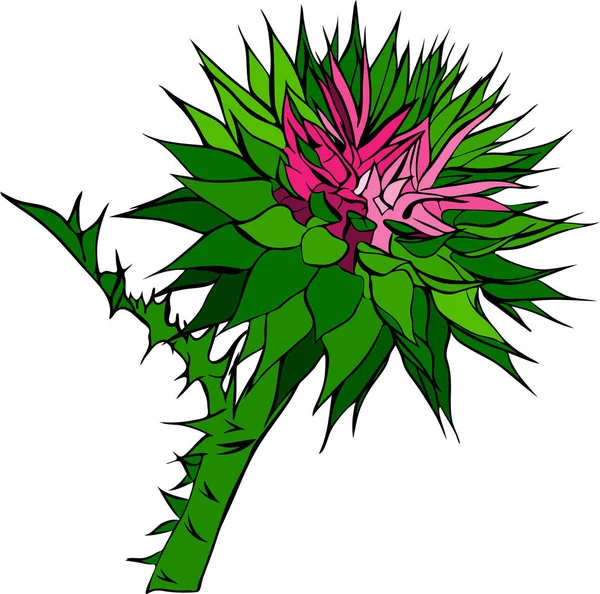 Tight knoppar av en blomma kardborre — Stock vektor