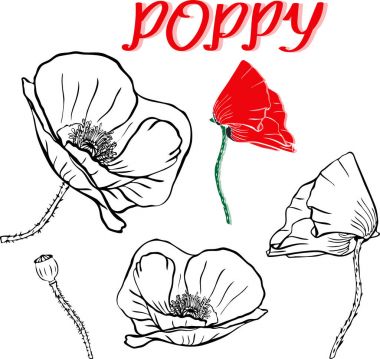 haşhaş çiçekleri çizilmiş kontur el