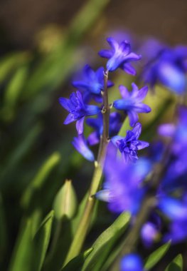 bahçede mavi sümbül çiçek açan