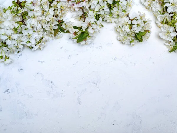 Cherry branches with white flowering buds on a white textured su — Stock Photo, Image