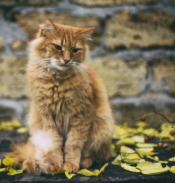 Große erwachsene traurige rote Katze sitzend — Stockfoto