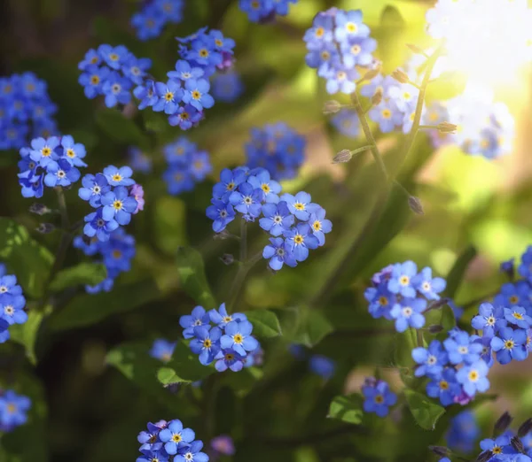 Sträucher mit kleinen blauen Blüten und grünen Blättern in der Sonne — Stockfoto