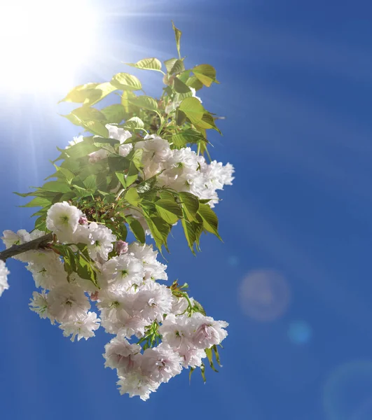 Un ramo di fiori di ciliegio fioriti con boccioli bianchi e verdi — Foto Stock