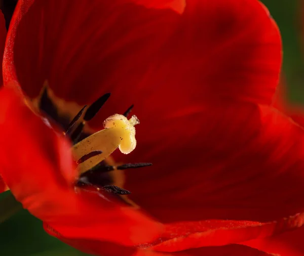 Gemma fiorente di un tulipano rosso — Foto Stock