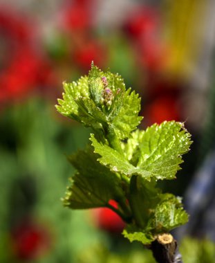 üzüm genç yeşil ateş