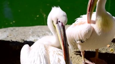 Büyük beyaz Pelikan temiz tüyler bir gölet, yaz günü