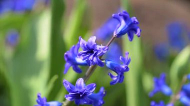 Çiçekli mavi sümbül, güneşli bir yaz akşamında bahçede, seçici bir odak noktası.