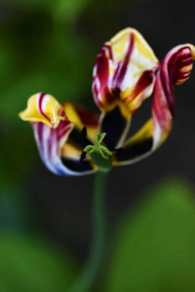 Tulipano multicolore appassito e pestello verde — Foto Stock