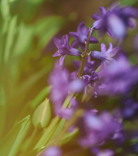 Blühende blaue Hyazinthe im Garten — Stockfoto