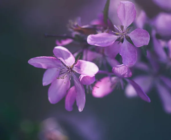 Kirschzweig mit rosa Blüten an einem Frühlingstag — Stockfoto