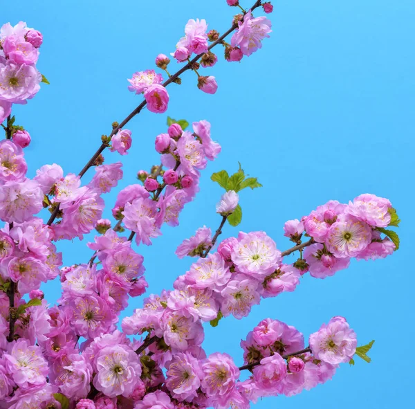 Rami con fiori rosa Louiseania triloba — Foto Stock