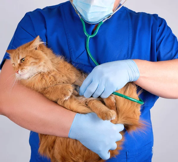 Veterinario en azul uniforme y guantes de látex estériles sostiene y —  Fotos de Stock