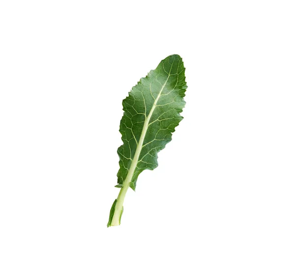 Ein frisches grünes Brokkoli-Blatt isoliert auf weißem Hintergrund — Stockfoto