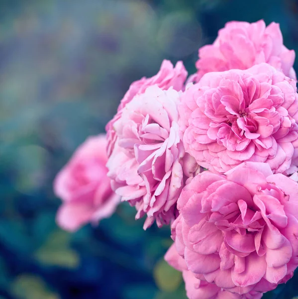 Boccioli di rose rosa in fiore in giardino — Foto Stock