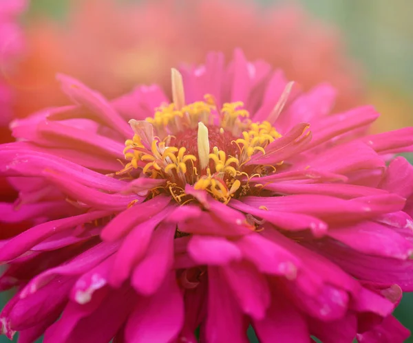 Flor vermelha Zinnia no jardim em um dia de verão — Fotografia de Stock