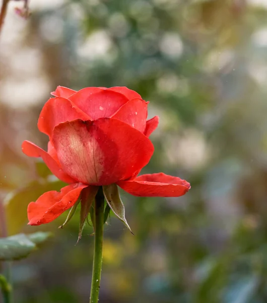 Knoppar av rosa blommande rosor i trädgården, grön bakgrund — Stockfoto