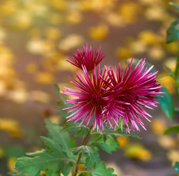 Bourgeons de chrysanthème à fleurs rouges un jour d'automne — Photo