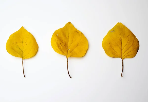 Três folhas de damasco secas amarelas em um fundo branco — Fotografia de Stock