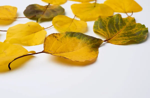 Muitas folhas de damasco secas amareladas — Fotografia de Stock