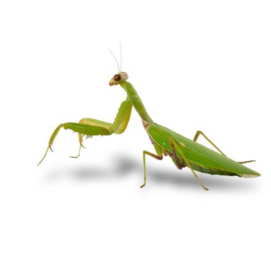 beyaz arka planda büyük yeşil mantis kameraya bakar