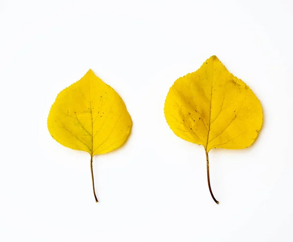 Duas folhas de damasco secas amarelas em um fundo branco — Fotografia de Stock