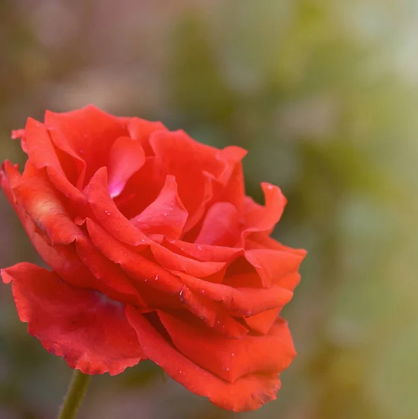 Knoppar av rosa blommande rosor i trädgården — Stockfoto