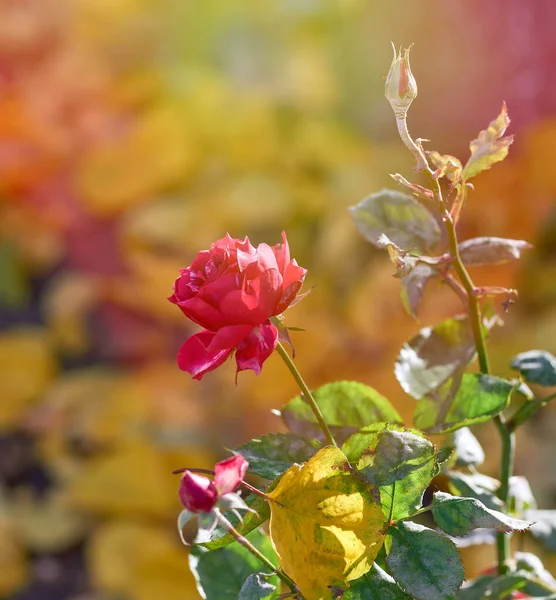 Бутони рожевих квітучих троянд в саду — стокове фото