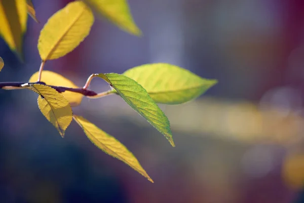 Gałąź wiśni z zielonymi i żółtymi liśćmi jesienią słoneczny dzień — Zdjęcie stockowe