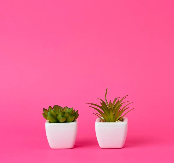 Dua pot keramik dengan tanaman di latar belakang merah muda — Stok Foto