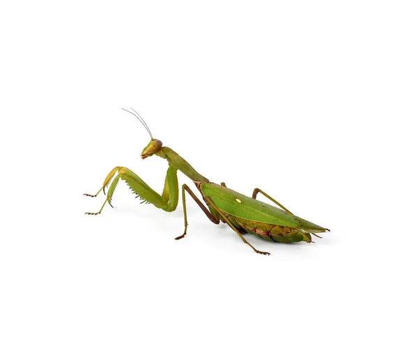 Grande mantis verde com antenas longas fica de lado — Fotografia de Stock