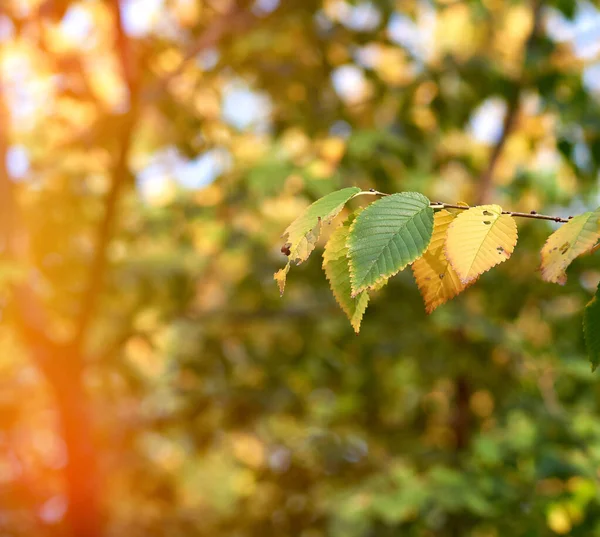 Rami con foglie verdi al sole in un pomeriggio autunnale — Foto Stock