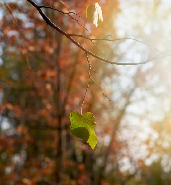 Gałęzie z zielonymi liśćmi w słońcu — Zdjęcie stockowe