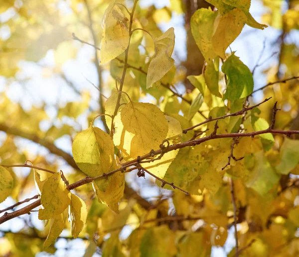 Gałąź drzewa morelowego z liśćmi zielonymi i żółtymi — Zdjęcie stockowe