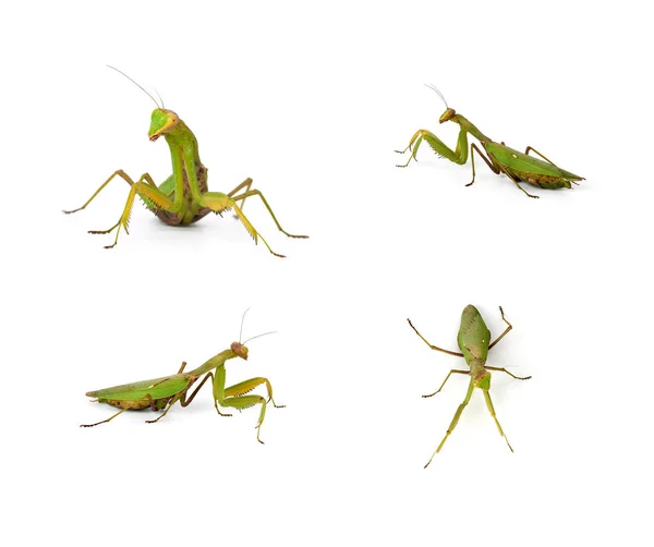 흰 바탕에 서로 다른 자세를 취하고 있는 녹색 사마귀 곤충들의 집합 — 스톡 사진