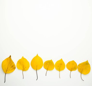 Beyaz arka planda sarı kurutulmuş kayısı yaprakları, sonbahar sırtı