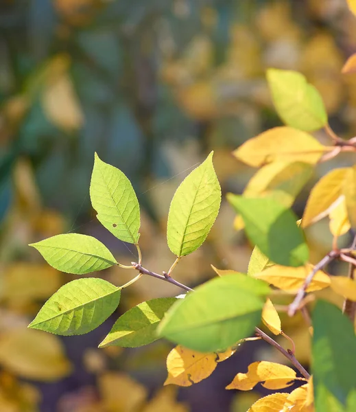 Kirschzweig mit grünen und gelben Blättern am sonnigen Herbsttag — Stockfoto