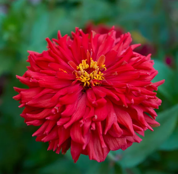 Vermelho Zinnia gênero de ervas anuais e perenes — Fotografia de Stock