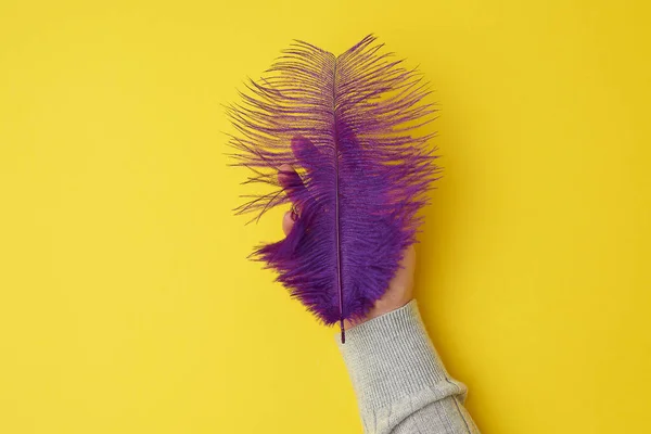 Pluma púrpura sobre un fondo amarillo, vista superior —  Fotos de Stock