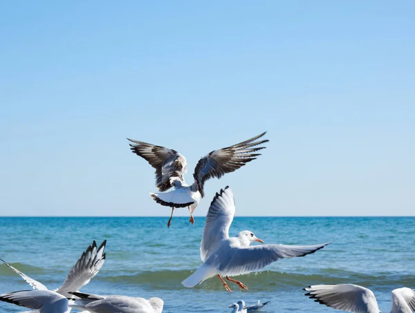 Bir yaz günü Karadeniz kıyısında uçan martı sürüsü. — Stok fotoğraf