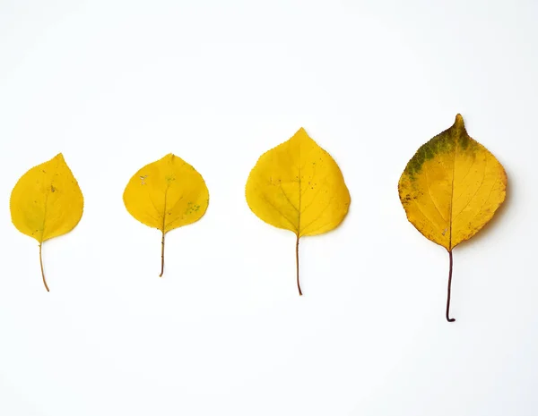Folhas de damasco secas amarelas em um fundo branco — Fotografia de Stock
