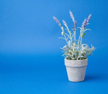 Mavi sırtında büyüyen lavanta çalısı olan gri seramik kap.