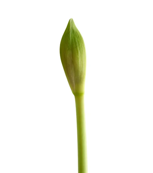 Wieloletnia roślina bulwiasta hippeastrum striatum, zielony nierozdmuchiwany pączek — Zdjęcie stockowe