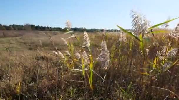 リードブッシュウクライナの手順で風に揺れる日 — ストック動画