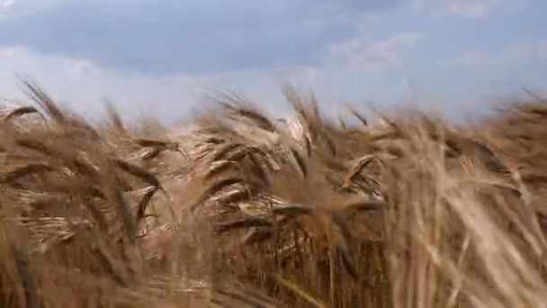 Большое Поле Золотыми Ушами Спелой Пшеницы Спелый Урожай Качающиеся Ветру — стоковое видео