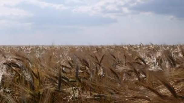 熟した小麦の黄金の耳を持つ大規模なフィールド 熟した収穫 夏の晴れた日に風に揺れる茎 ウクライナ — ストック動画