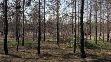 Yazın, Ukrayna, Kherson Bölgesi 'nde, ormanda yanan çam ağacı gövdeleri.