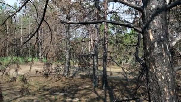 Troncos Queimados Pinheiros Floresta Cinzas Negras Ucrânia Região Kherson Dia — Vídeo de Stock